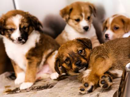 How much does it cost to adopt a puppy from the Humane Society?