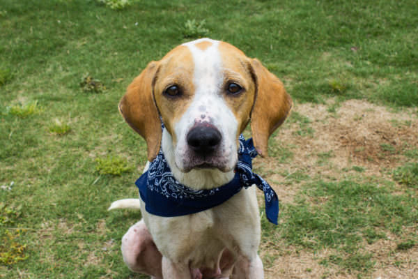 Adopt A Pet Greenville Humane Society Greenville Sc