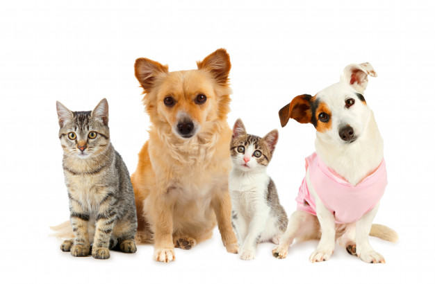 humane society adoptable pets