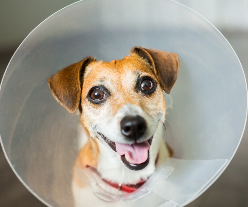 affordable spaying for dogs near me